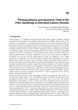 Photosynthesis and Quantum Yield of Oil Palm