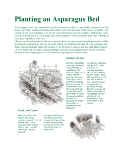 Planting an Asparagus Bed