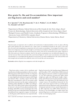 Rice grain Fe, Mn and Zn accumulation: How important are flag