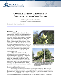 Control of Iron Chlorosis in Ornamental and Crop Plants