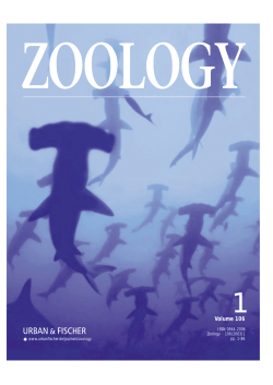 the role of the hammerhead shark cephalofoil