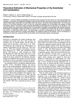 Theoretical Estimates of Mechanical Properties of the Endothelial