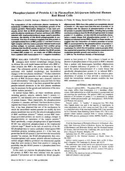 Phosphorylation of Protein 4.1 in Plasmodium