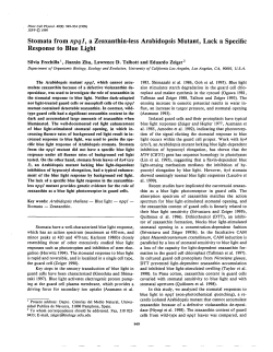 Stomata from npql, a Zeaxanthin-less Arabidopsis Mutant, Lack a