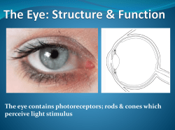 The Eye - IGCSEBiology-Dnl