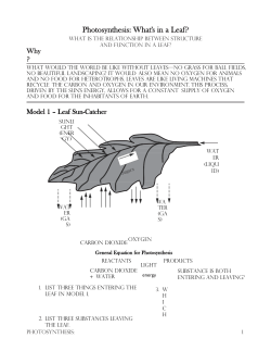12 Photosynthesis-What`s in a Leaf-S