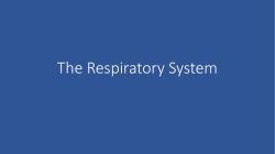 The Respiratory System 37-3