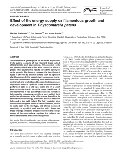 Effect of the energy supply on filamentous growth and development