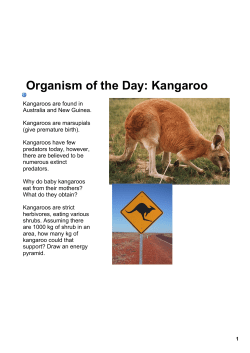 Organism of the Day: Kangaroo