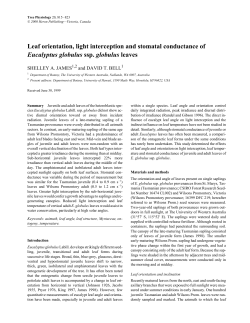 Leaf orientation, light interception and stomatal conductance of