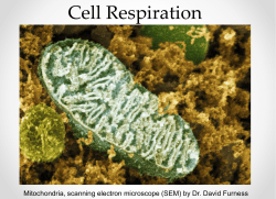 Cell Respiration and Fermentation