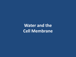 9_water and the cell membrane