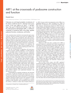 ARF1 at the crossroads of podosome construction and function