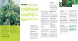 The Plants The Bicentennial Conservatory displays plants from the