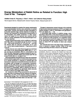 Energy Metabolism of Rabbit Retina as Related to Function: High