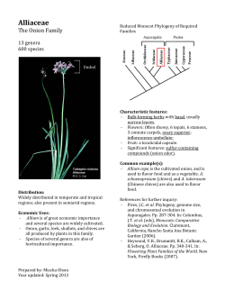 Alliaceae