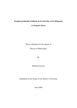 Exopolysaccharide Synthesis in Escherichia coli in Response to