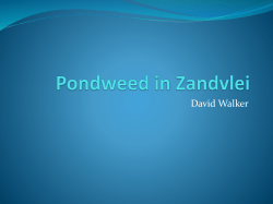 Pondweed in Zandvlei