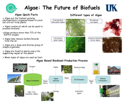 Algae: The Future of Biofuels