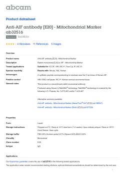 Anti-AIF antibody [E20] - Mitochondrial Marker