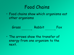Food chains Nemo