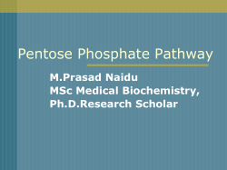 Pentose Phosphate Pathway