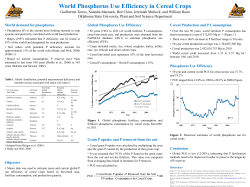 World Phosphorus Use Efficiency in Cereal Crops