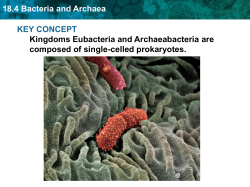 18.4 Bacteria and Archaea Eubacteria groups