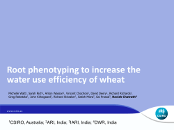 Root phenotyping to increase the water use efficiency of wheat