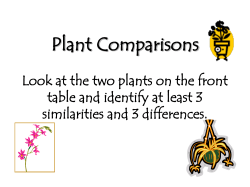 Plant Comparisons Look at the two plants on the front table and