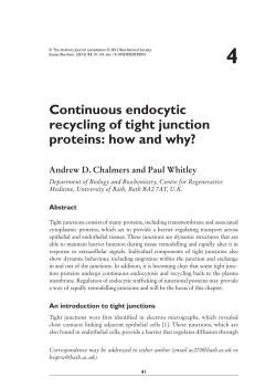Continuous endocytic recycling of tight junction proteins: how and