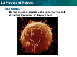 6.2 Process of Meiosis