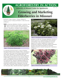 Growing and Marketing Elderberries in Missouri