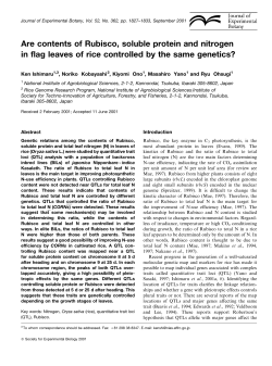 Are contents of Rubisco, soluble protein and nitrogen in flag leaves