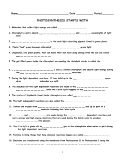 reactions of photosynthesis