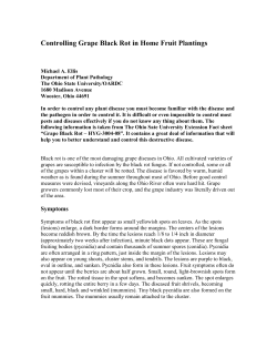 Controlling Grape Black Rot in Home Fruit Plantings - OARDC