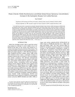 Maize Chlorotic Mottle Machlomovirus and Wheat Streak Mosaic