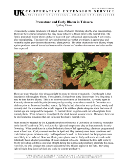 Premature and Early Bloom in Tobacco
