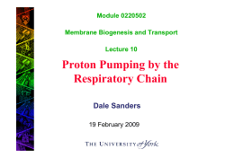 Proton Pumping by the Respiratory Chain