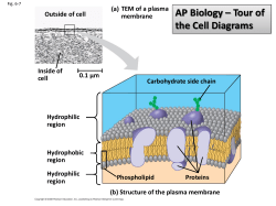 TEM of Golgi apparatus 0.1 µm