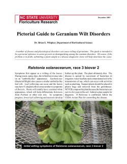 Picture Guide Geranium Wilts2