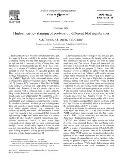 High-eYciency staining of proteins on different blot membranes
