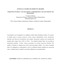 STOMATAL STUDIES OF EPIPHYTIC ORCHIDS Chinju Merin