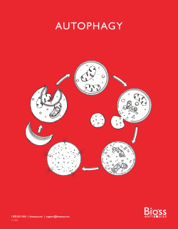 autophagy - Aurogene