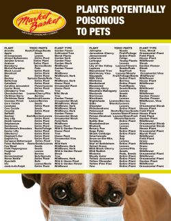 plants potentially poisonous to pets