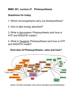 MMG 301, Lecture 21 Photosynthesis Questions for today: 1. Which