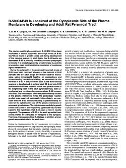 B=50/GAP43 Is Localized at the Cytoplasmic Side of the Plasma
