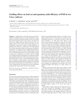 Girdling effects on fruit set and quantum yield efficiency of PSII in two