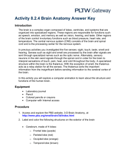 Activity 8.2.4 Brain Anatomy Answer Key