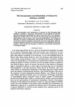 4s The Incorporation and Metabolism of Glucose by